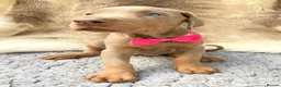 Dobermann dogs for sale: KC REG HEALTH TESTED EUROPEAN DOBERMAN PUPPIES - Advert 21