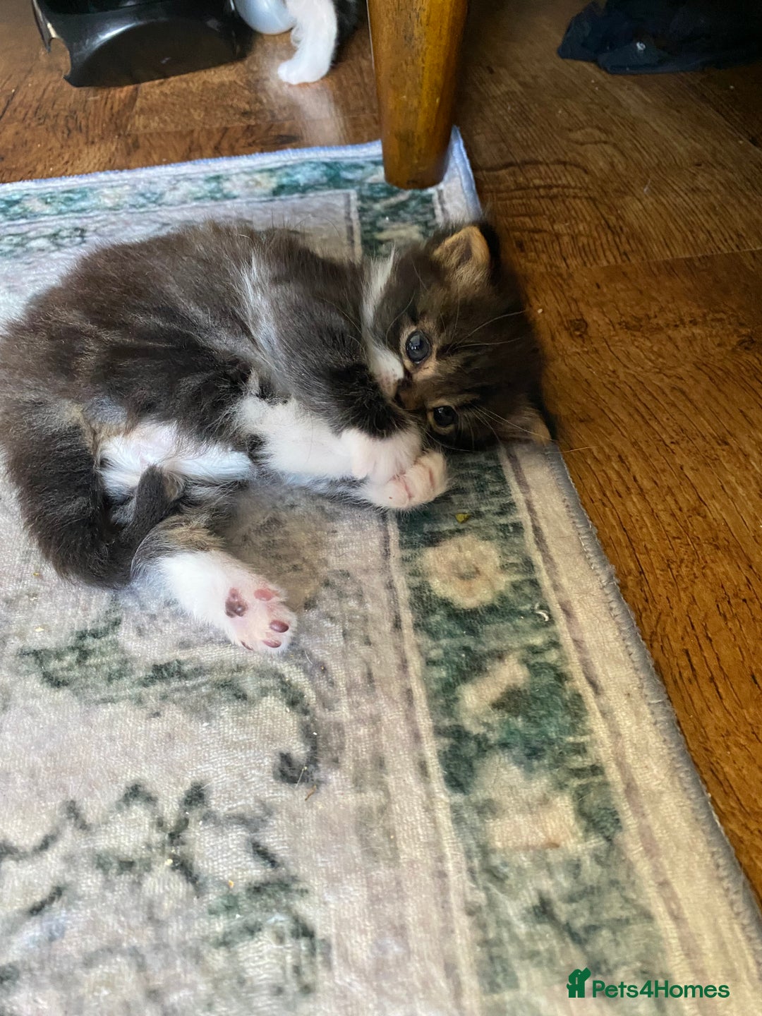 Mixed Breed cats for sale: Kittens for sale  - Image 4