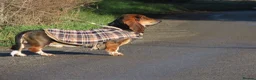 Basset Hound dogs for stud: FOR STUD ONLY Health tested Tri Basset Hound  - Advert 3