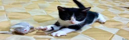 Mixed Breed cats for sale: For black cat lover 😜 in London - Advert 5