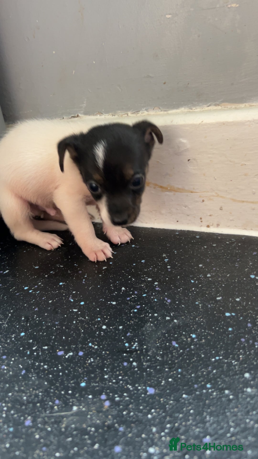 Jack Russell dogs for sale: Jack Russell  - Image 23