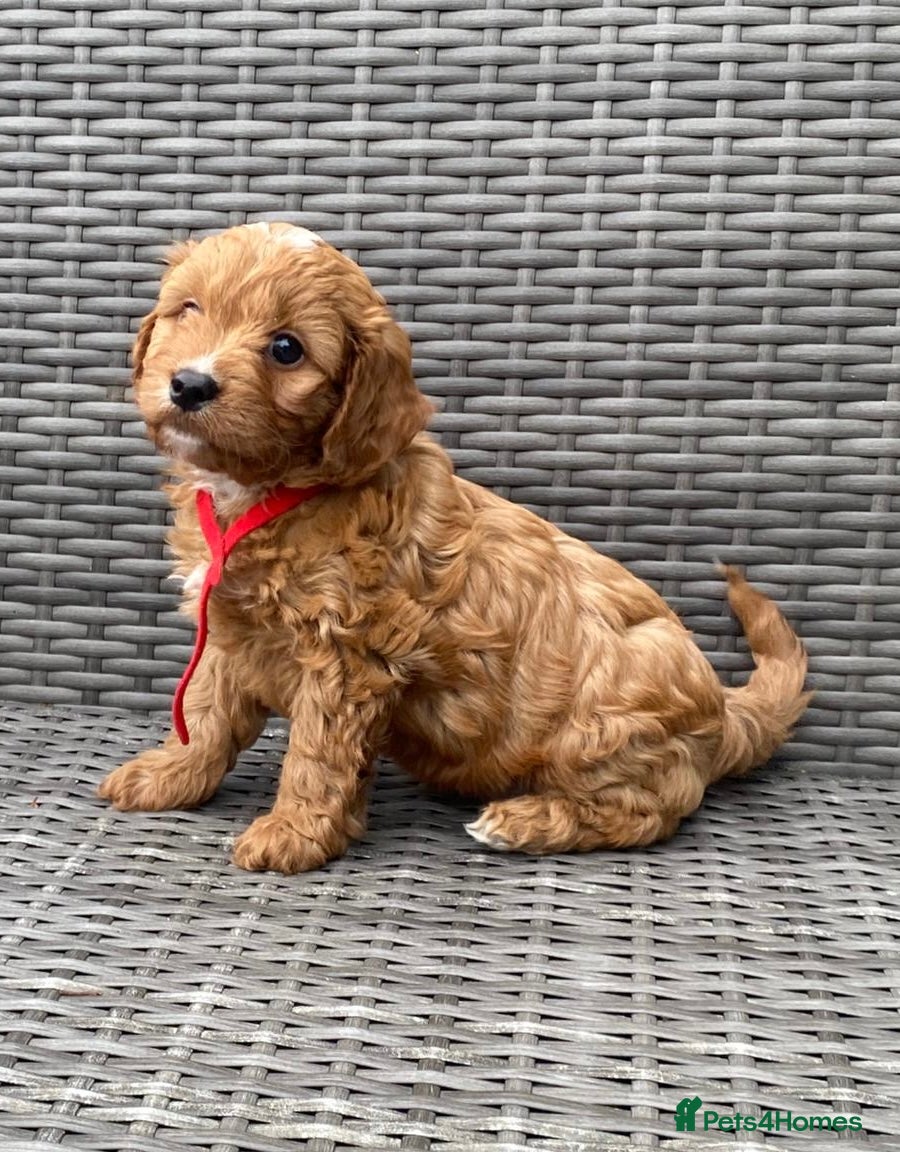 Cavapoochon dogs for sale: Beautiful Cavapoochon pups For Sale - Advert 6