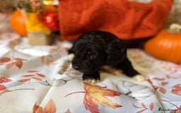Cockapoo dogs for sale: F1 Cockapoos  - Image 12
