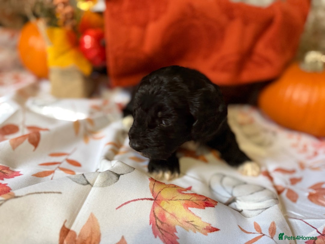Cockapoo dogs for sale: F1 Cockapoos  - Image 12