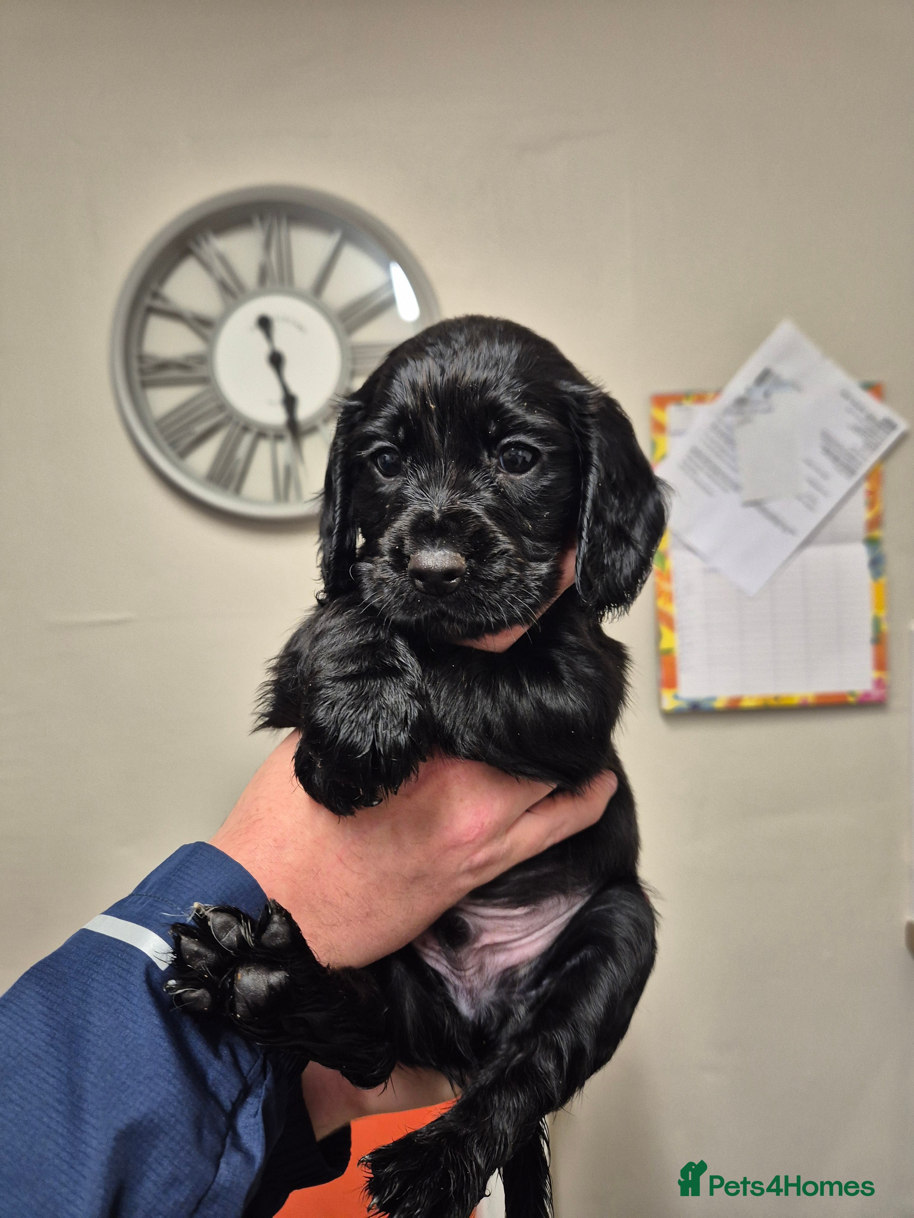 Cocker Spaniel dogs Working cocker spaniel pups - Advert 2