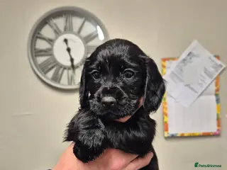 Cocker Spaniel dogs Working cocker spaniel pups - Advert 2