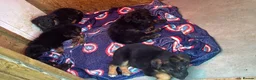 German Shepherd dogs for stud: Bossco German shepherd stud  - Advert 2