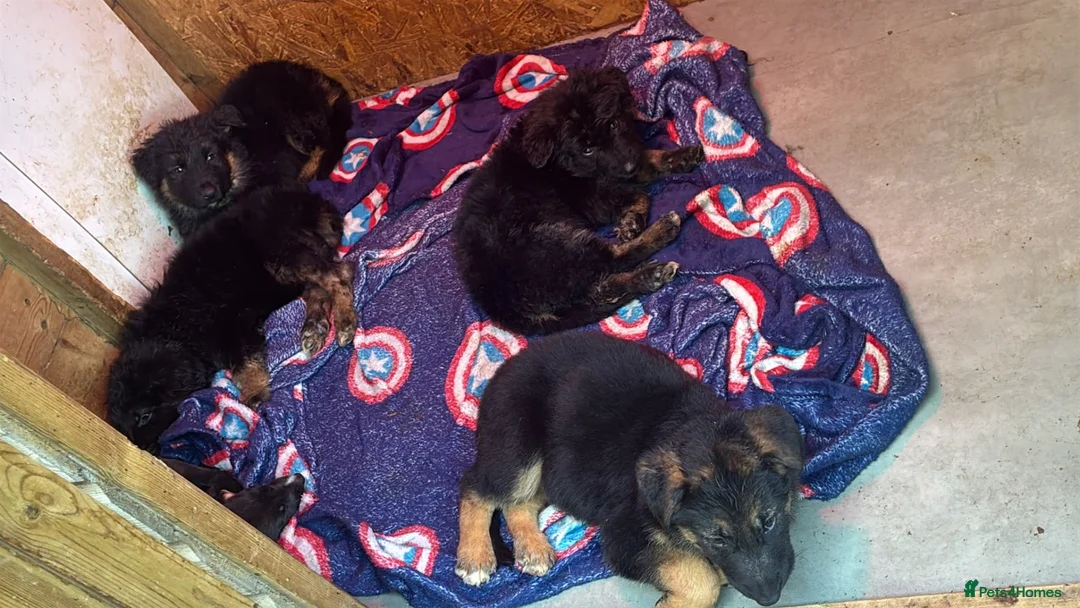 German Shepherd dogs for stud: Bossco German shepherd stud  - Advert 2