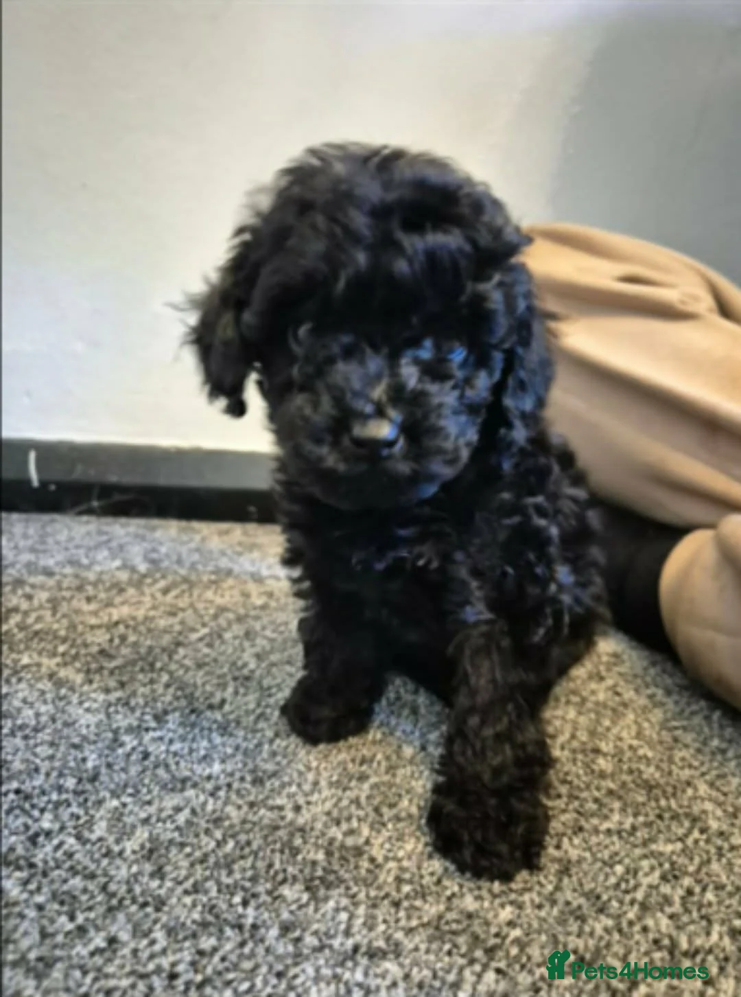 Toy Poodle dogs for sale: Toy Poodle boy READY NOW (kc activity reg) - Advert 2