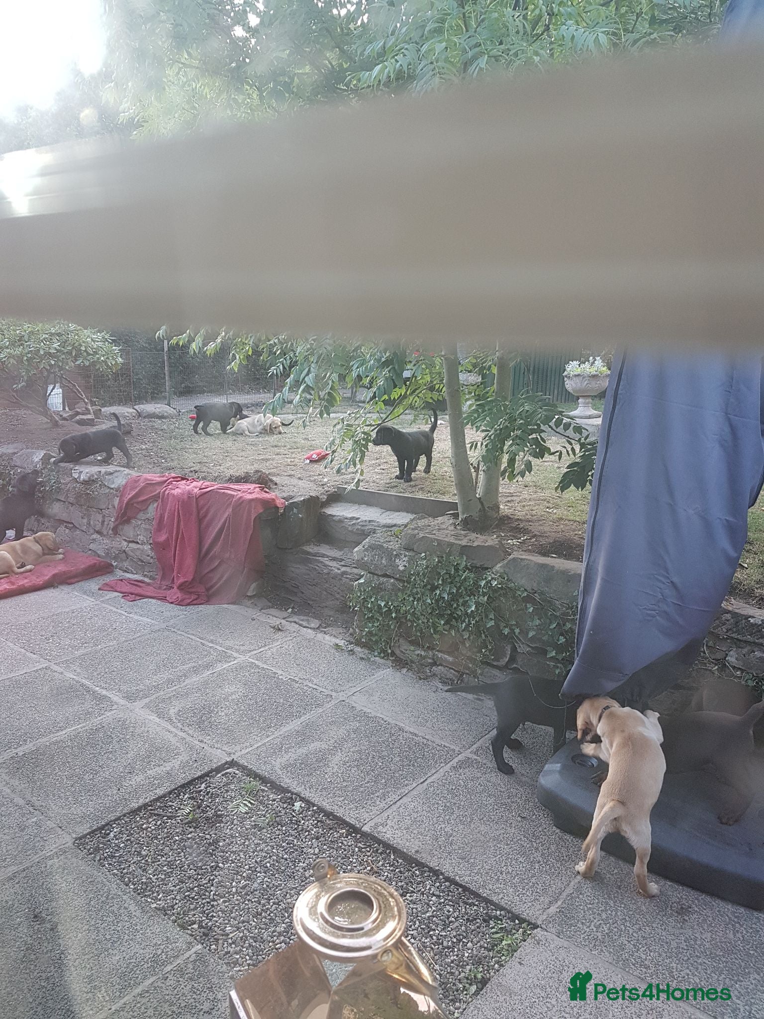 Labrador Retriever dogs Excellent KC Registered Labrador puppies  - Advert 2