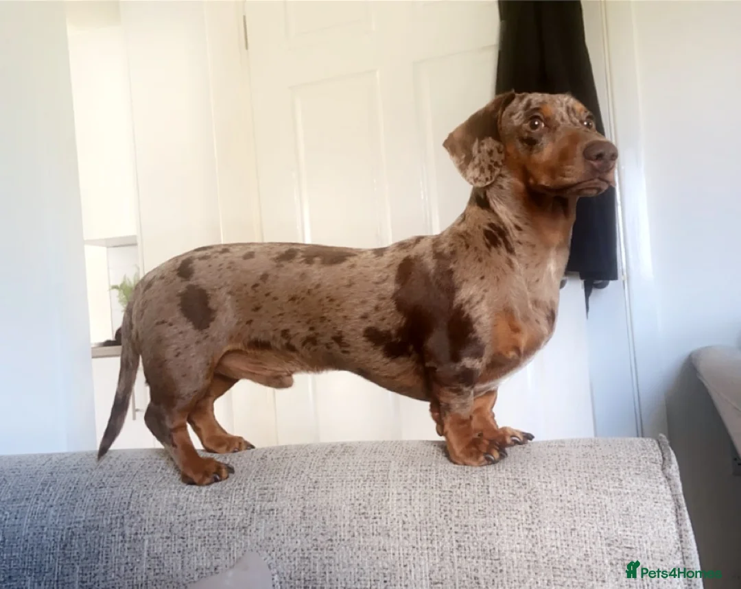 Miniature Dachshund dogs for stud: Mini dachshund stud in Leeds - Advert 5