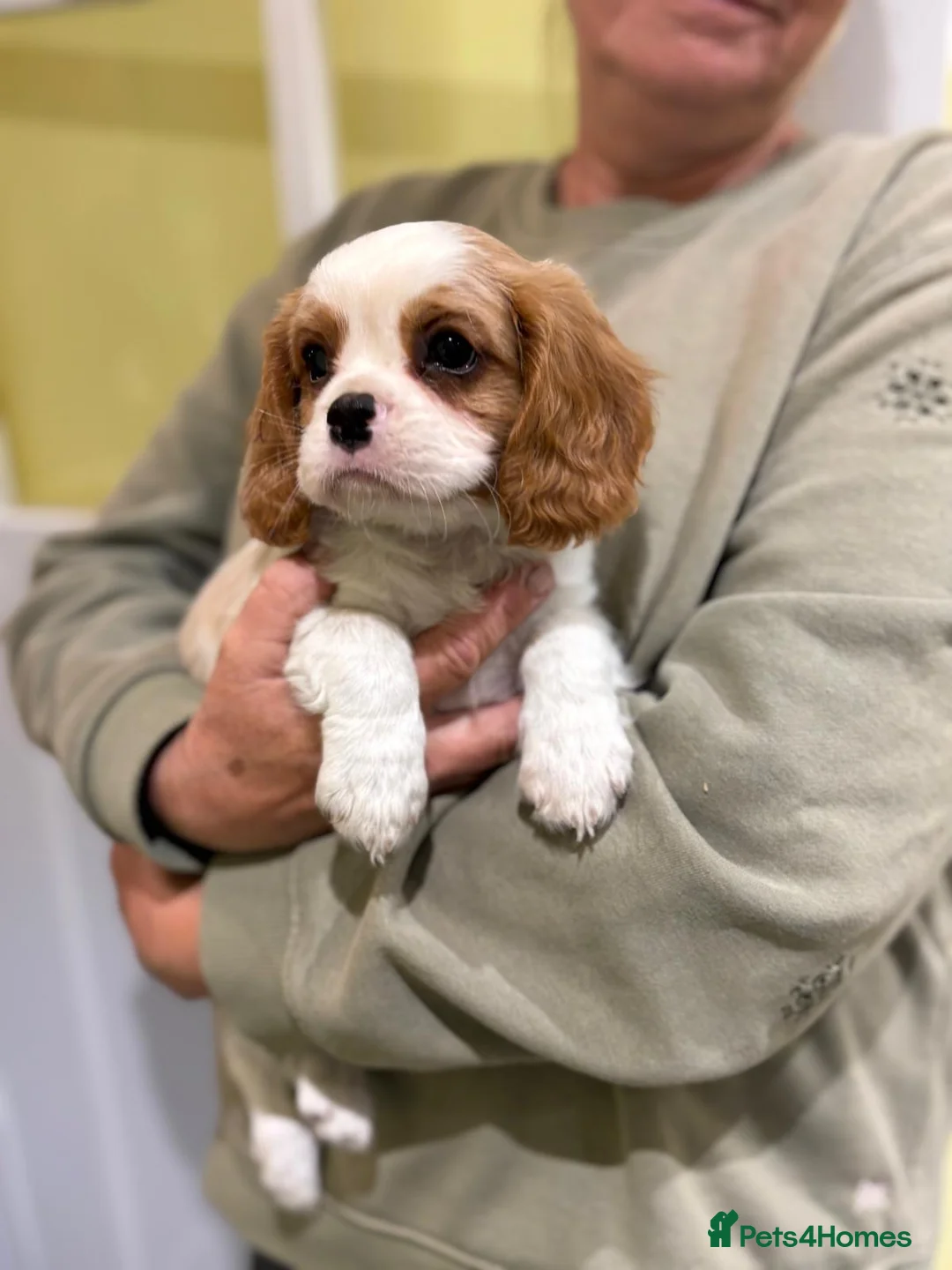 Cavalier King Charles Spaniel dogs for sale: Cavalier king Charles puppies  - Advert 10