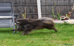 Pomeranian dogs for stud: 💜Handsome Lilac&Blue Pomeranian Brothers! 💙 - Image 6
