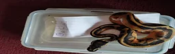 Python Snake reptiles for sale: Cb royal pythons  - Advert 8