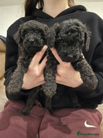 Toy Poodle dogs Beautiful toy poodle puppies - Advert 7