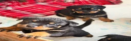 Rottweiler dogs for sale: A litter of 6 healthy Rottweiler puppies  - Advert 2