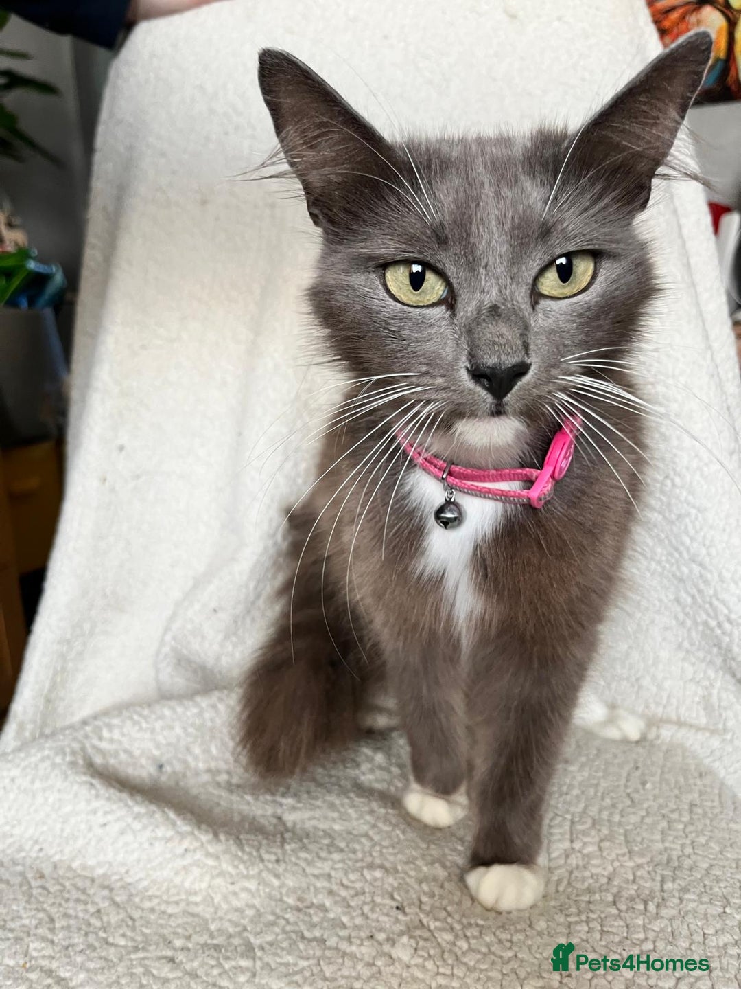 Mixed Breed cats for sale: 2 lovely/cutie male kittens, mothers half ragdoll - Advert 2