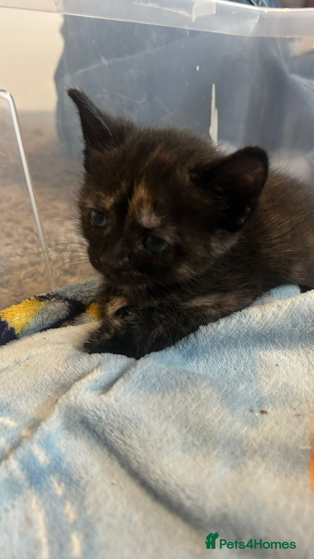 Mixed Breed cats for sale: British Shorthair X Kitten - Image 2