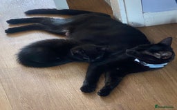 Russian Blue cats for sale: Russian blue cross bengal kittens - Image 7