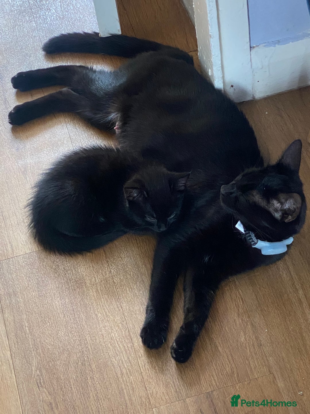 Russian Blue cats for sale: Russian blue cross bengal kittens - Image 7