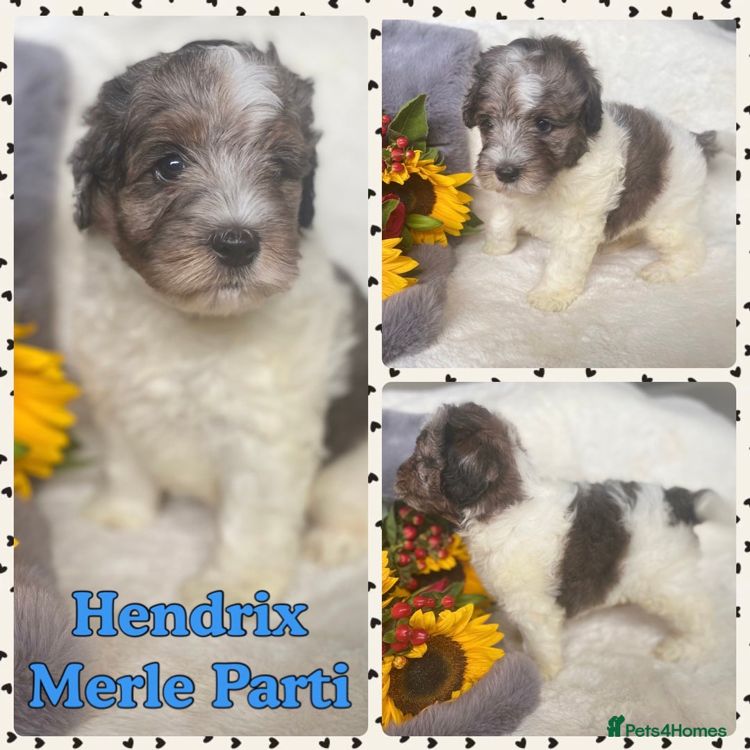 Schnoodle dogs for sale: Stunning F1 Mega Coat Parti Merle Schnoodles  - Image 5