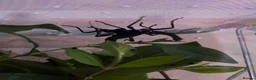 Stick Insects invertebrates for sale: Black Beauty stick insect nymphs for sale in Milford Haven - Advert 3