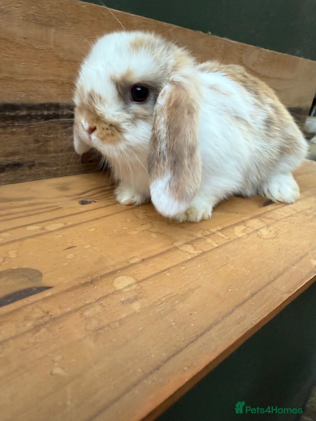 Mini Lop rabbits for sale: MINI LOP BUNNIES / PEDIGREE  - Image 12