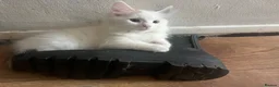 Mixed Breed cats for sale: Gorgeous fluffballs looking for loving homes - Advert 12