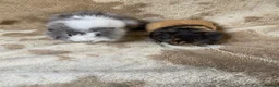 Guinea Pig rodents for sale: Baby Female Guinea Pigs For Sale  - Advert 1
