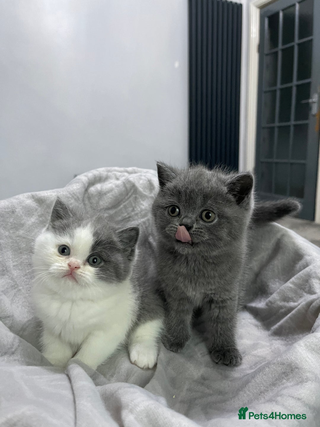 British Shorthair cats for sale: Beautiful British shorthair kittens 🐈  - Advert 8