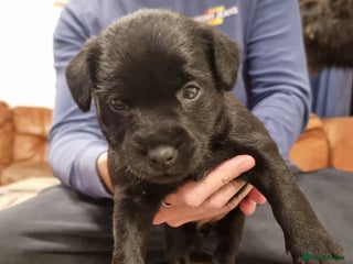 Patterdale Terrier dogs 1 female Patterdale puppy - Advert 10