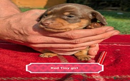 Miniature Dachshund dogs for sale: 5 beautiful chocolate and tan miniature dachshunds - Image 4