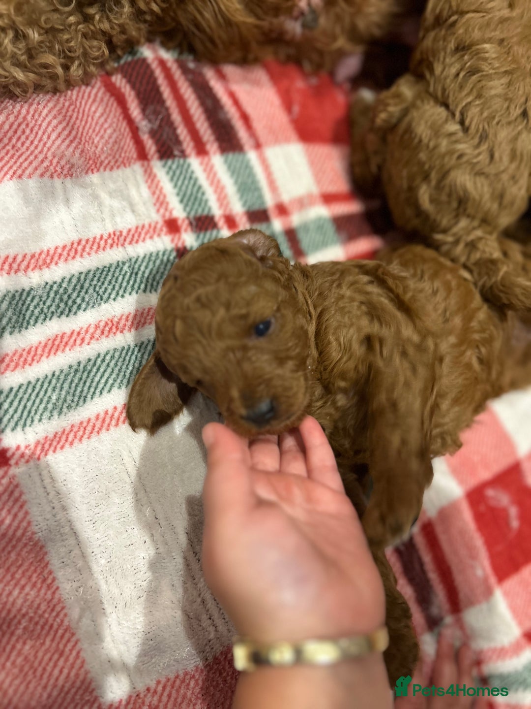 Miniature Poodle dogs for sale: 🐩Gorgeous deep red miniature poodles - Advert 6