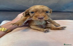 Cocker Spaniel dogs for sale: Kc registered, cocker spaniels. REDUCED PRICE! - Image 5