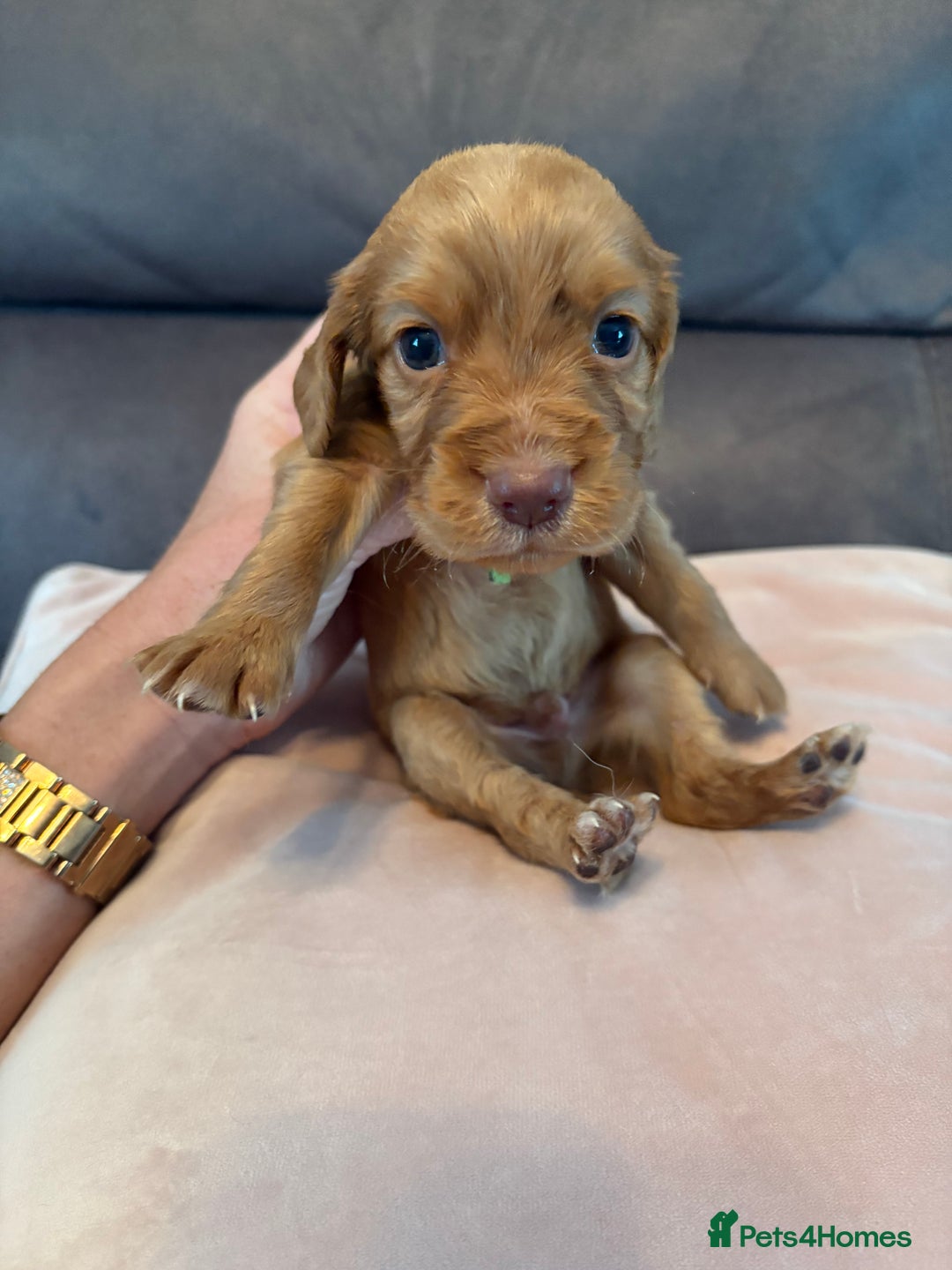 Cocker Spaniel dogs for sale: Kc registered, cocker spaniels. REDUCED PRICE! - Image 5