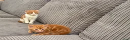 British Shorthair cats for sale: Gorgeous ginger babies in Swaffham - Advert 19