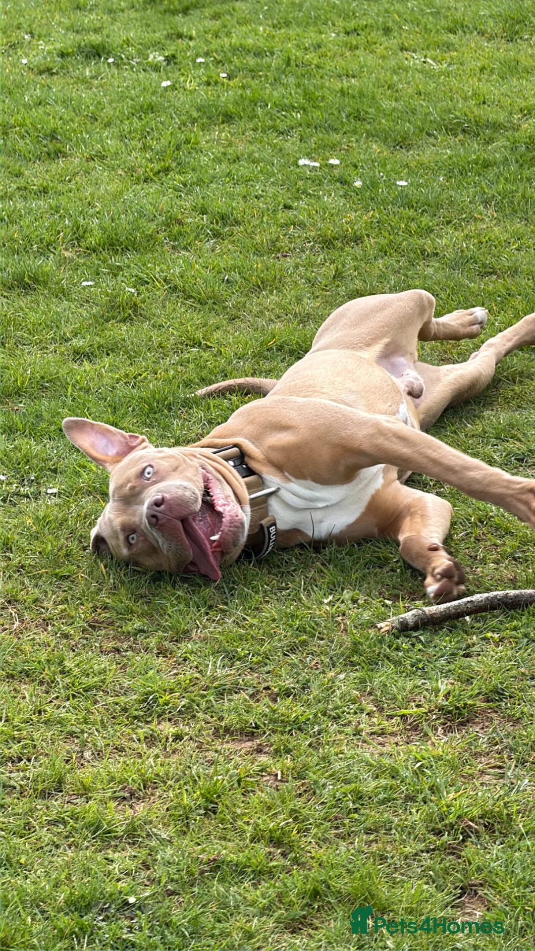 American Bully dogs for sale: Lovely standard American bully fully 8 months - Advert 2