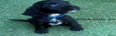 Cocker Spaniel 5