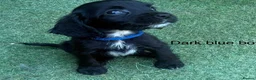 Cocker Spaniel dogs for sale: Beautiful cocker spaniel - Advert 31