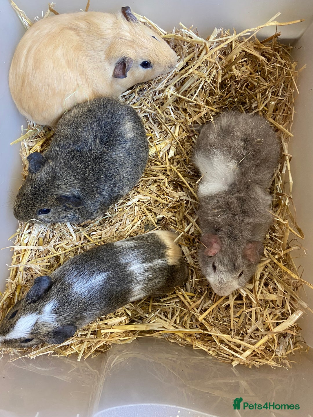 Guinea Pig rodents for sale: Baby Male Guinea Pigs - Image 3
