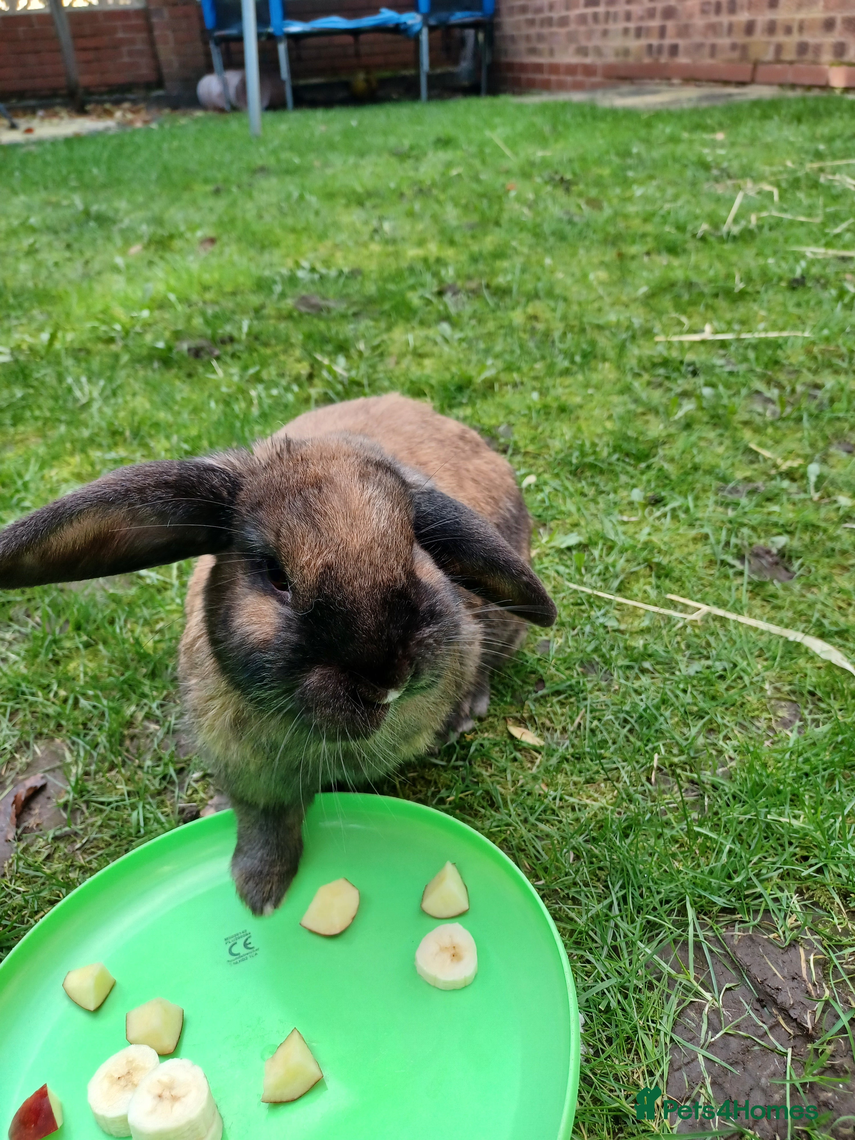 Mini Lop rabbits Skittles male lop rabbit in Willenhall - Advert 3