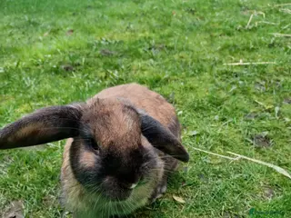 Mini Lop rabbits Skittles male lop rabbit in Willenhall - Advert 3