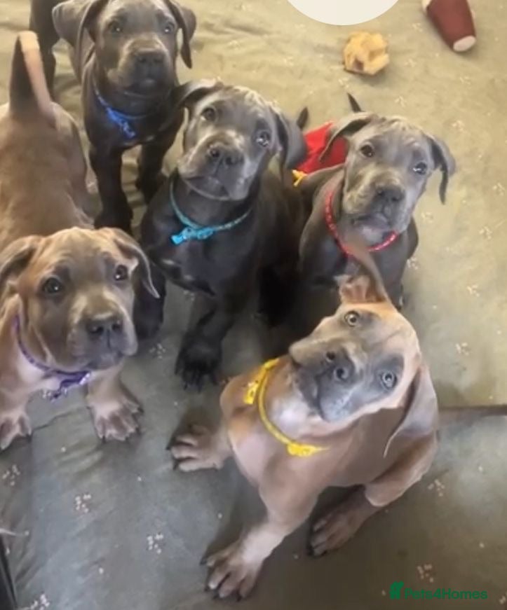 Cane Corso dogs Cane Corso Puppies for sale  - Advert 9