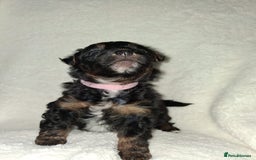 Mixed Breed dogs for sale: Yorkshire Terrier x Pomeranian Puppys - Advert 23