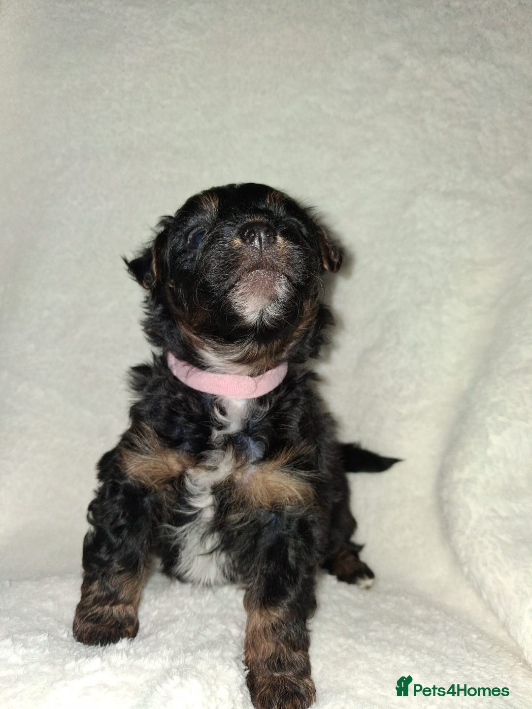 Mixed Breed dogs for sale: Yorkshire Terrier x Pomeranian Puppys - Advert 23