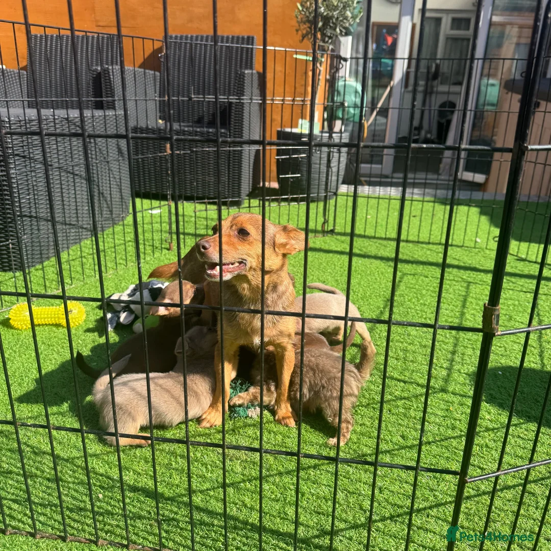 Jack Russell dogs for sale: Miniature Jack Russell puppy’s for sale  - Advert 1