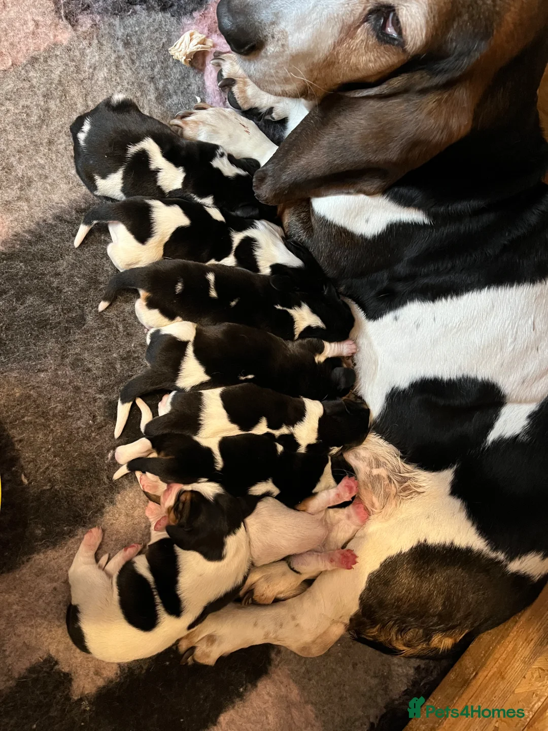 Basset Hound dogs for sale: Beautiful Tri colour Basset pups  - Advert 8