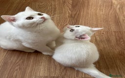 British Shorthair cats for sale: Gorgeous British Longhair & Shorthair Kittens - Image 6