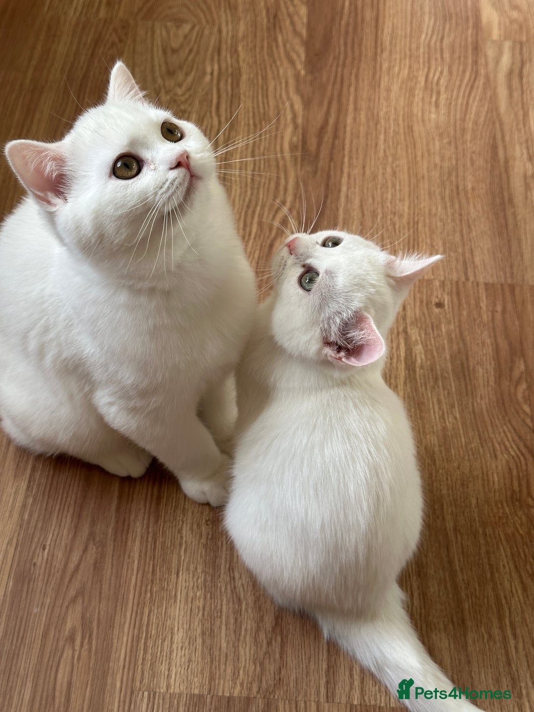 British Shorthair cats for sale: Gorgeous British Longhair & Shorthair Kittens - Image 6