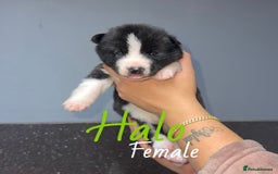 Akita dogs for sale: Akita pups  - Image 3